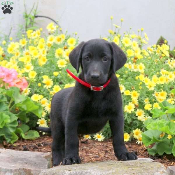 Pita, Black Labrador Retriever Puppy