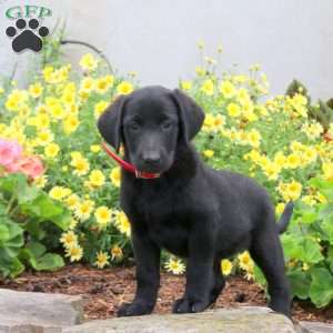 Pita, Black Labrador Retriever Puppy