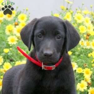 Pita, Black Labrador Retriever Puppy