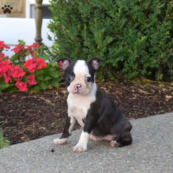 Pixie, Boston Terrier Puppy