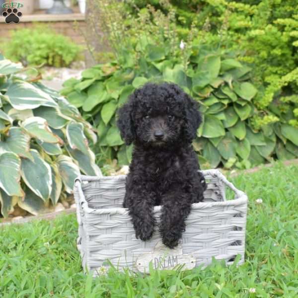 Pixie, Miniature Poodle Puppy