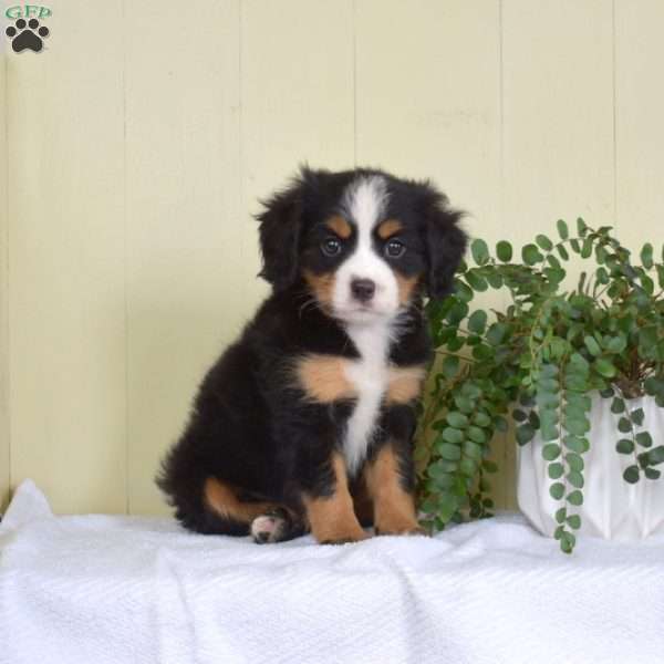 Pixie, Miniature Bernese Mountain Dog Puppy