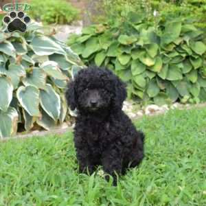 Pixie, Miniature Poodle Puppy