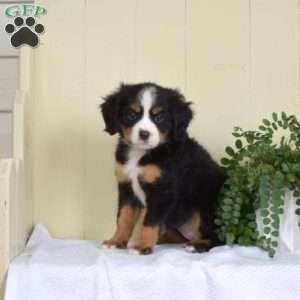 Pixie, Miniature Bernese Mountain Dog Puppy