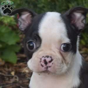 Pixie, Boston Terrier Puppy