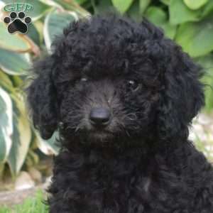 Pixie, Miniature Poodle Puppy