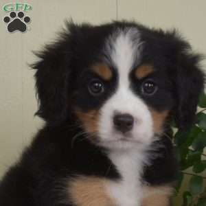 Pixie, Miniature Bernese Mountain Dog Puppy
