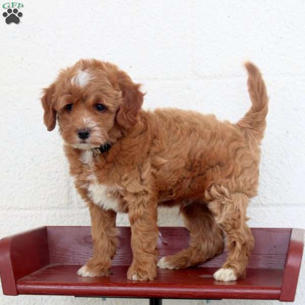 Playful, Miniature Poodle Puppy