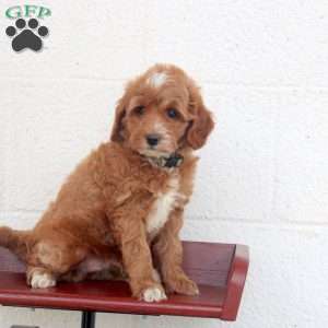 Playful, Miniature Poodle Puppy