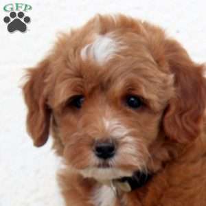 Playful, Miniature Poodle Puppy