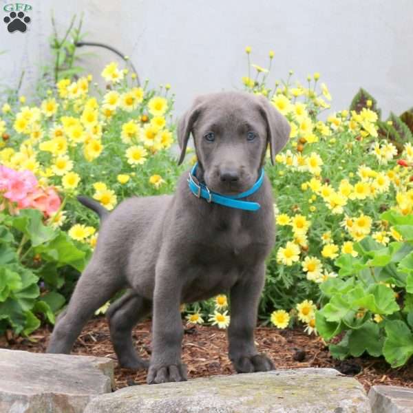 Pluto, Charcoal Labrador Retriever Puppy