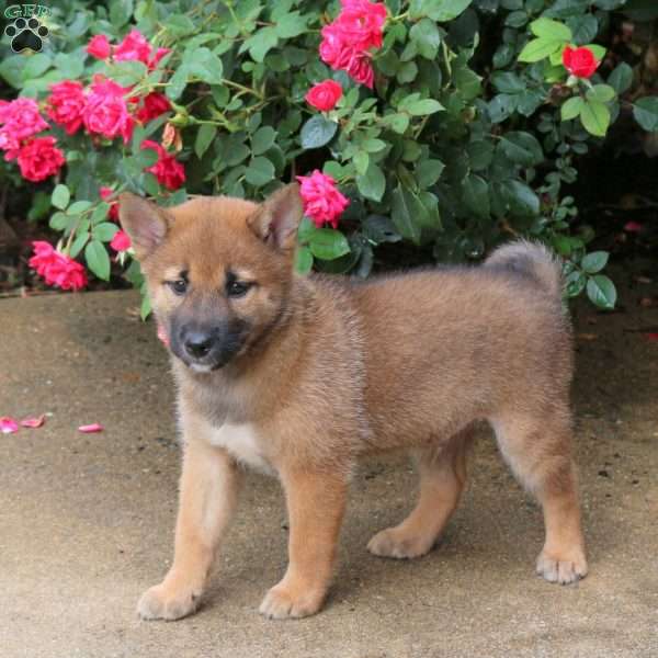 Pluto, Shiba Inu Puppy