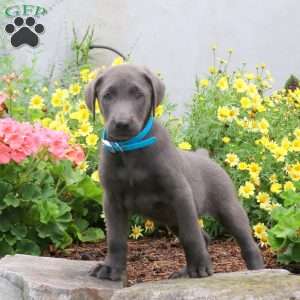 Pluto, Charcoal Labrador Retriever Puppy