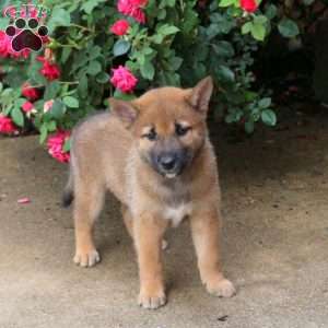 Pluto, Shiba Inu Puppy