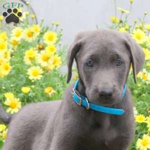 Pluto, Charcoal Labrador Retriever Puppy
