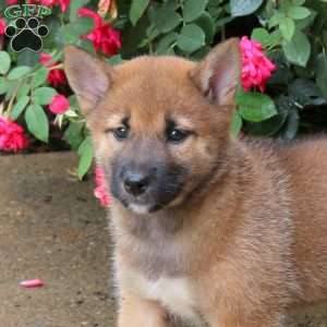 Pluto, Shiba Inu Puppy