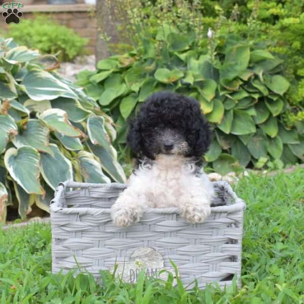 Polly, Miniature Poodle Puppy