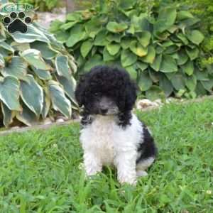 Polly, Miniature Poodle Puppy