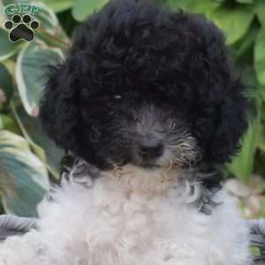 Polly, Miniature Poodle Puppy