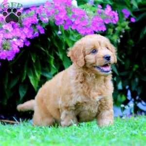 Polly, Mini Goldendoodle Puppy
