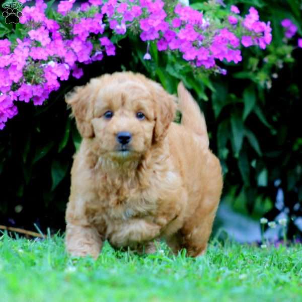 Polly, Mini Goldendoodle Puppy