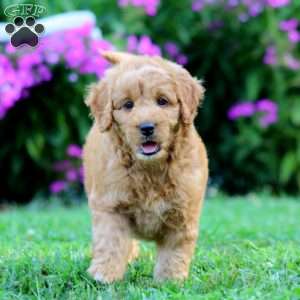 Polly, Mini Goldendoodle Puppy