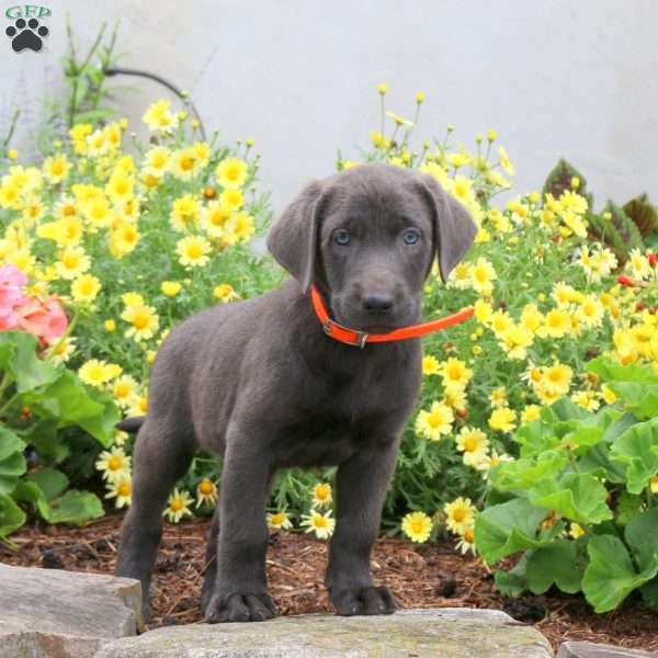 Polo, Charcoal Labrador Retriever Puppy