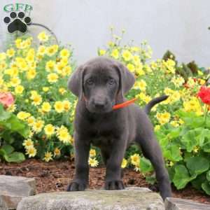 Polo, Charcoal Labrador Retriever Puppy
