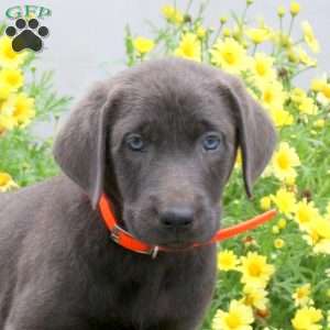 Polo, Charcoal Labrador Retriever Puppy