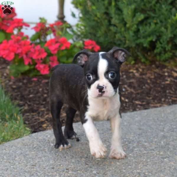 Pongo, Boston Terrier Puppy