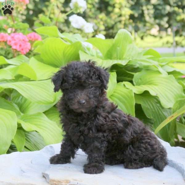 Poppy, Mini Aussiedoodle Puppy