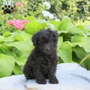 Poppy, Mini Aussiedoodle Puppy
