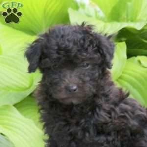Poppy, Mini Aussiedoodle Puppy