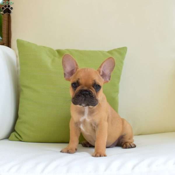 Porkchop, Frenchton Puppy