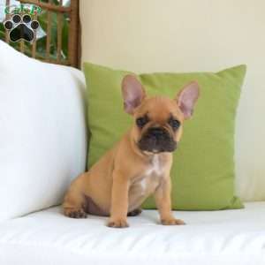 Porkchop, Frenchton Puppy