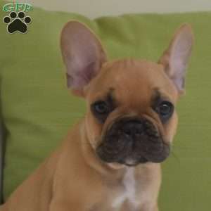 Porkchop, Frenchton Puppy
