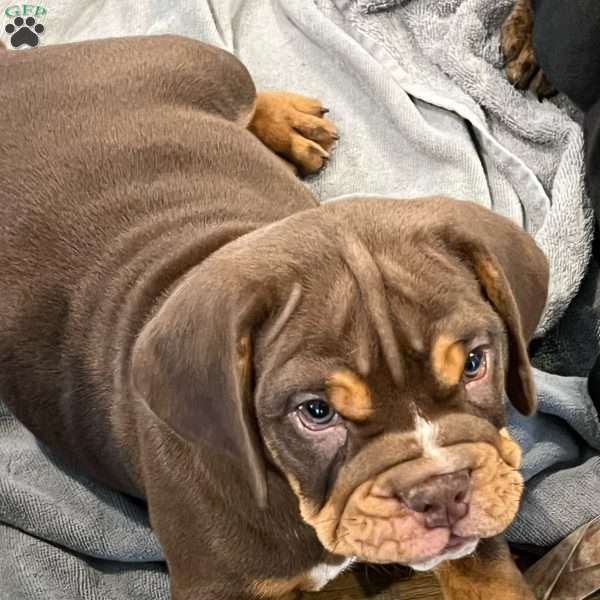 Porky, Beabull Puppy