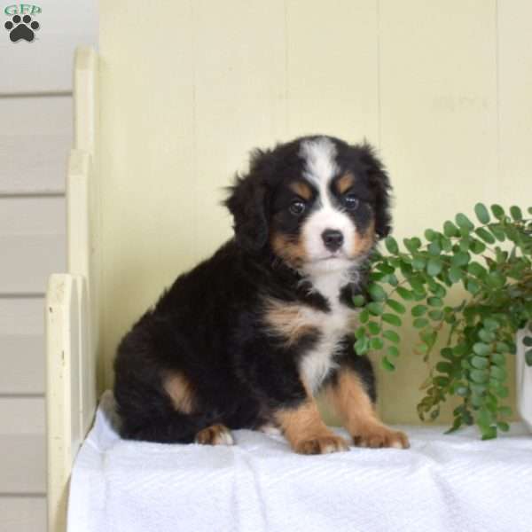 Potter, Miniature Bernese Mountain Dog Puppy