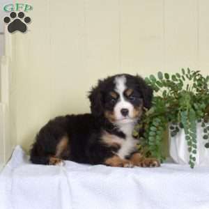 Potter, Miniature Bernese Mountain Dog Puppy