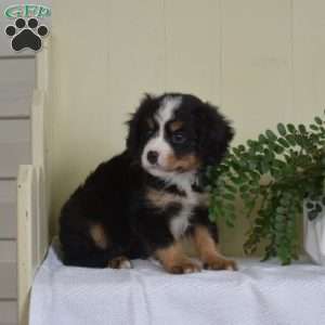 Potter, Miniature Bernese Mountain Dog Puppy