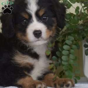 Potter, Miniature Bernese Mountain Dog Puppy