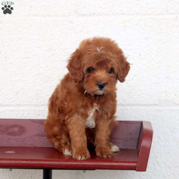 Prancer, Miniature Poodle Puppy