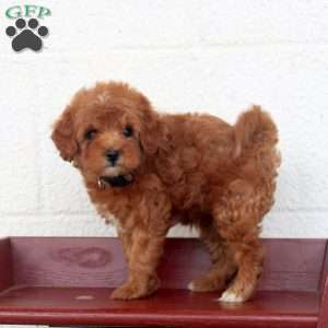 Prancer, Miniature Poodle Puppy