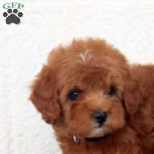 Prancer, Miniature Poodle Puppy