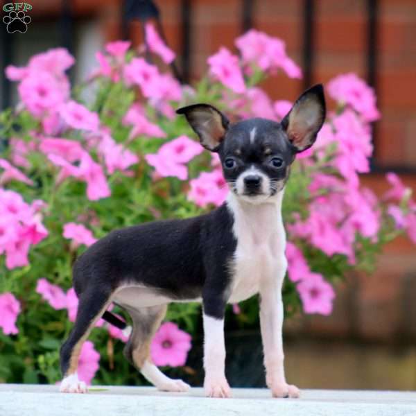 Precious, Chihuahua Puppy