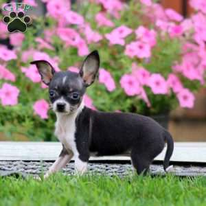Precious, Chihuahua Puppy