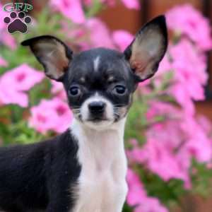 Precious, Chihuahua Puppy