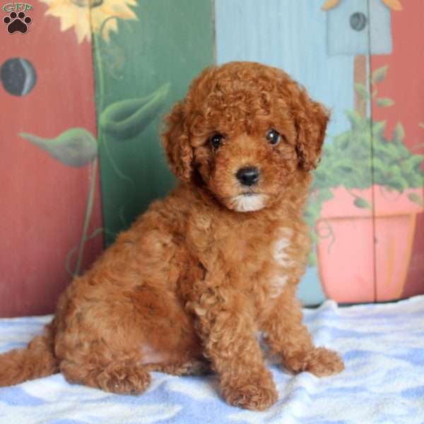 Preston, Miniature Poodle Puppy