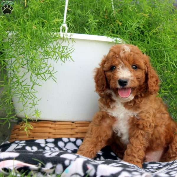 Preston, Cavapoo Puppy