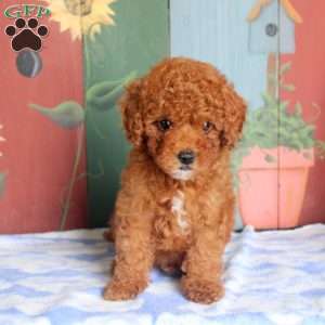 Preston, Miniature Poodle Puppy